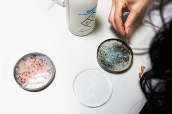 Ya se reprodujeron en laboratorio