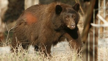 Los ataques de osos ya