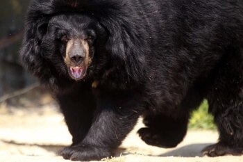 El oso negro asiático se