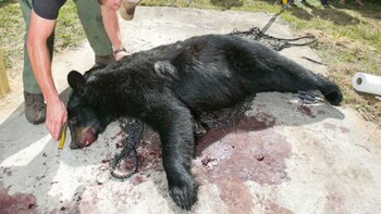 Se cree que hay entre