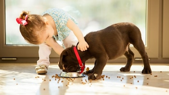 Los cachorros comen el equivalente