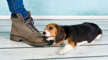 Los pequeños suelen morder todo