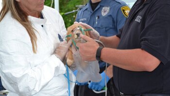 Los médicos veterinarios atendieron a