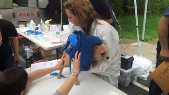 Los perros fueron rescatados de