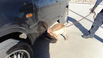 La perra Princesa alertó sobre