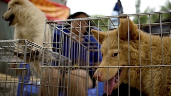 Un perro espera en una