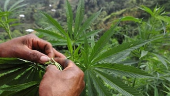 El cultivo de marihuana (AFP)
