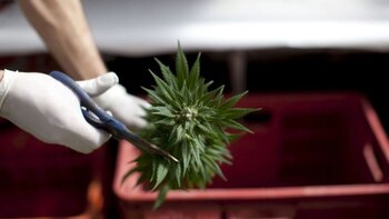 Los foros de debate sobre el uso y la legalización de la marihuana se extenderán hasta agosto (AFP)