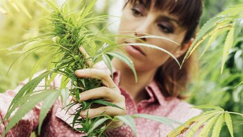 “No existe la posibilidad de estas actividades, de ese tipo de catas o de reuniones, que hacen algo que la ley prohíbe explícitamente, que es la promoción (de la marihuana)”, explicó Olivera (Shutterstock)