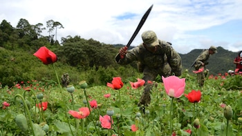 Campos de amapolas en México.