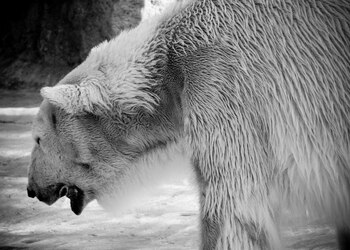 Incomprensión. Winner murió a 16