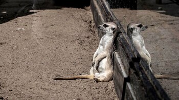 La nueva propuesta es que