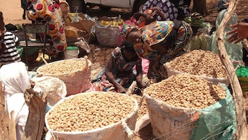 Venta de frutos de ‘Balanites