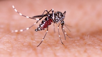 El mosquito Aedes aegypti es