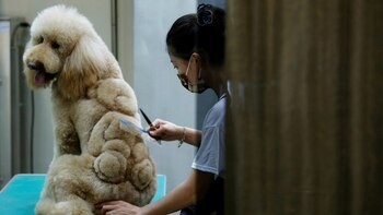 Las mascotas ahora también podrán