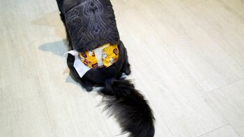 Cada diseño se piensa en