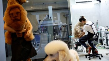 Los dueños de mascotas confesaron