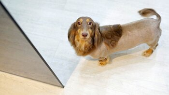 El valor de esta peluquería