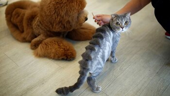 El gato-estegosaurio es uno de