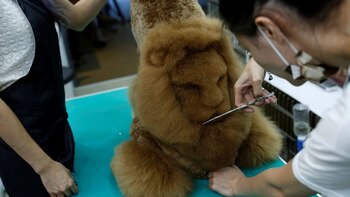 El corte “león” lleva aproximadamente