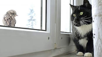 Por disposición genética y crianza