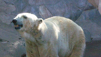 Zoocosis, una terrible manera de