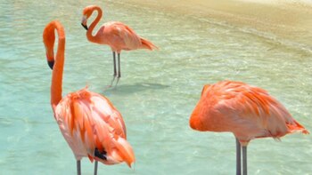 Aruba es un paraíso terrenal