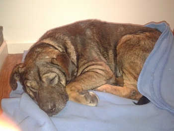 Su primera noche bajo un