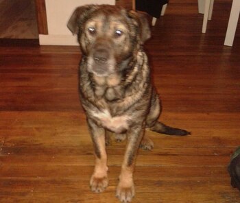 “Oso” espera sereno su comida.