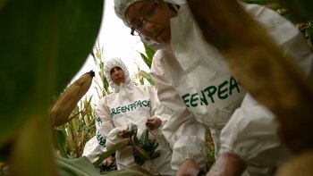 Trabajos de Greenpeace en campos de maíz