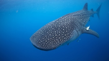 En Isla Mujeres se encuentra