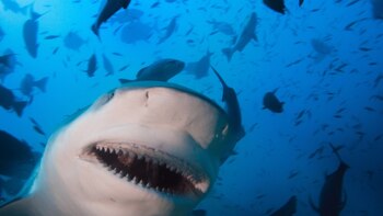 Maaya Thila es uno de