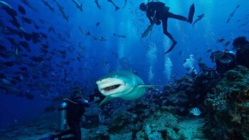 Beqa Lagoon es uno de