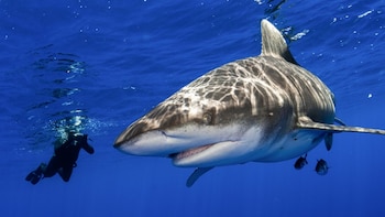Bucear en las prístinas aguas
