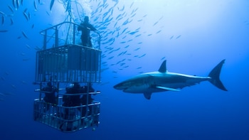 Los tiburones provocan una fascinación