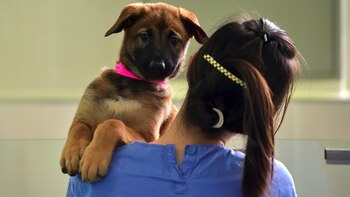 Por placer o necesidad muchas familias optan por veranear con sus mascotas (AFP)