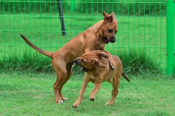 Los perros son las mascotas más populares en el mundo junto con los gatos (AFP)