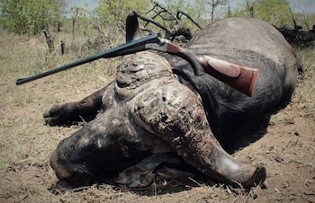 Un ejemplar muerto. Para Chris