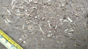 Las primeras imágenes de los