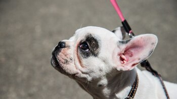 Un paseo diario mantendrá en