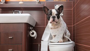 Las conductas animales pueden robar