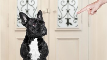 Hay que enseñarles las reglas