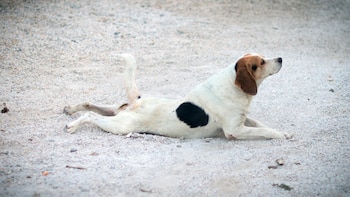 La carretilla puede ser causada