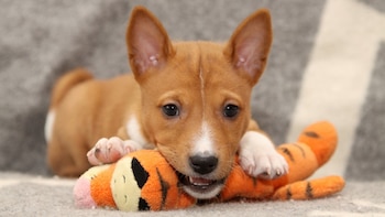 Frotarse con juguetes, lo más