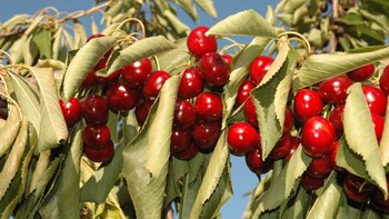 Los frutos rojos se caracterizan