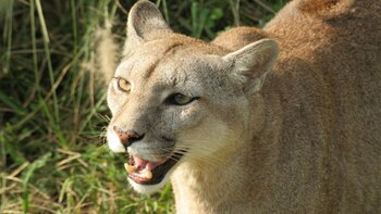 Un puma y sus crías aparecieron en Villa Carlos Paz (Archivo)