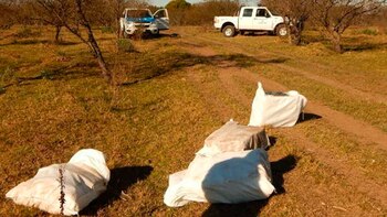 La marihuana estaba en bolsas
