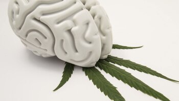 La zona del cerebro más