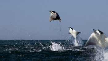 La mantarraya es una de