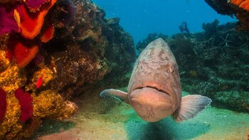 La biodiversidad del Mar de
